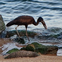Another bird on Monarch Beach